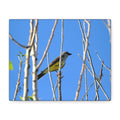 Western King Bird Horizontal Matte Canvas, Stretched, 1.25"