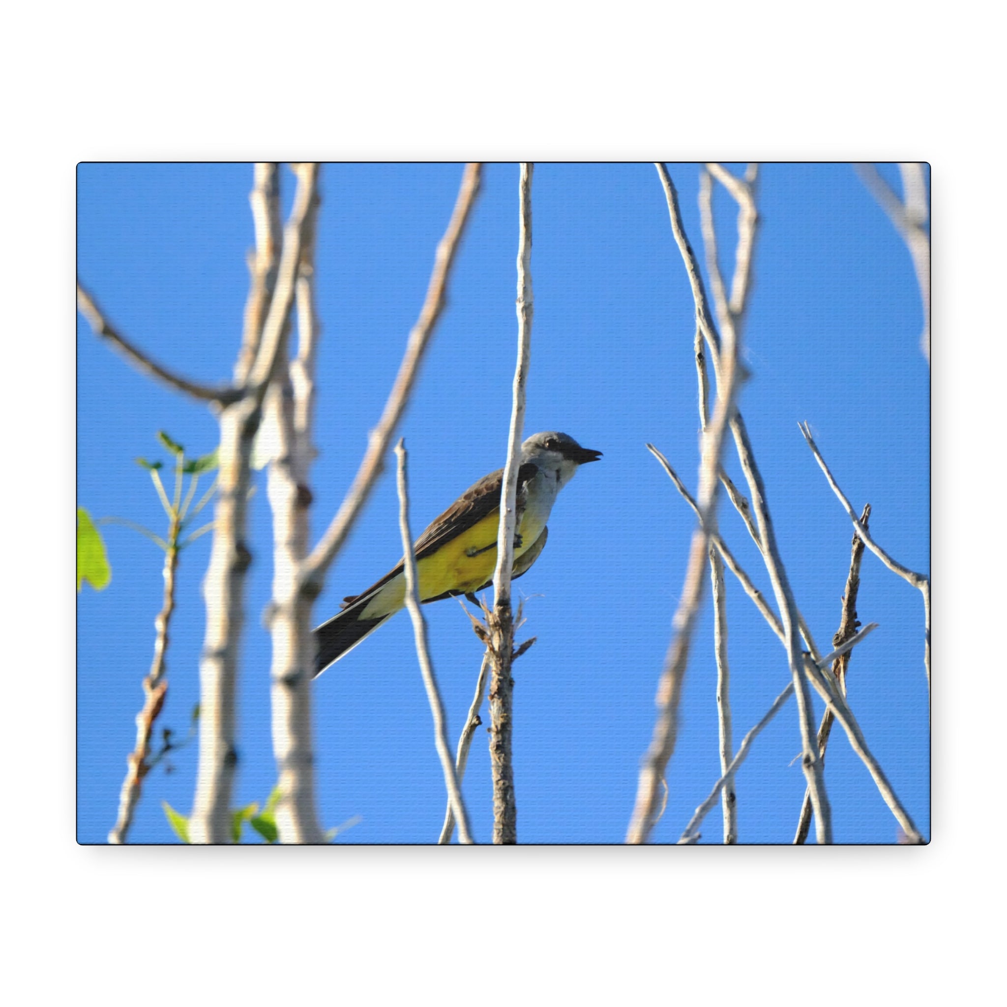 Western King Bird Horizontal Matte Canvas, Stretched, 1.25"