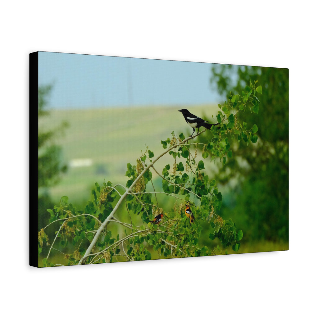 Magpie & Bullock's Oriole resting Matte Stretched Canvas Wall Art