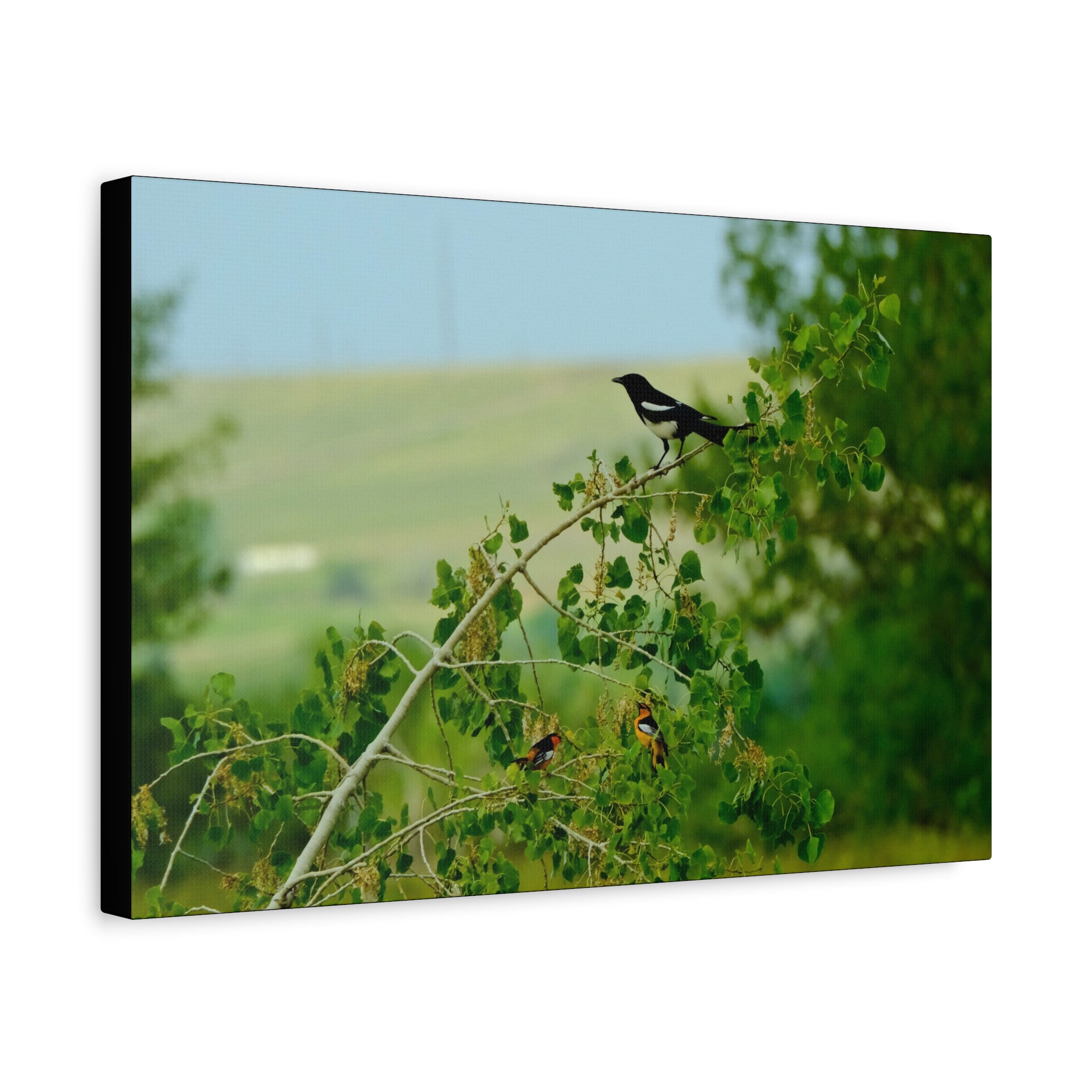 Magpie & Bullock's Oriole resting Matte Stretched Canvas Wall Art