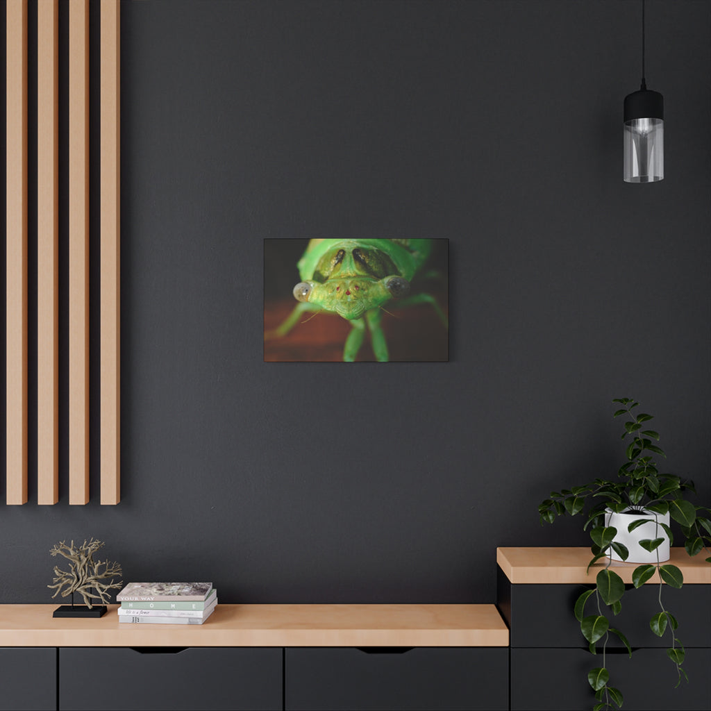 Cute Green Cicada Macro Canvas Print — Close-Up Insect Wall Art