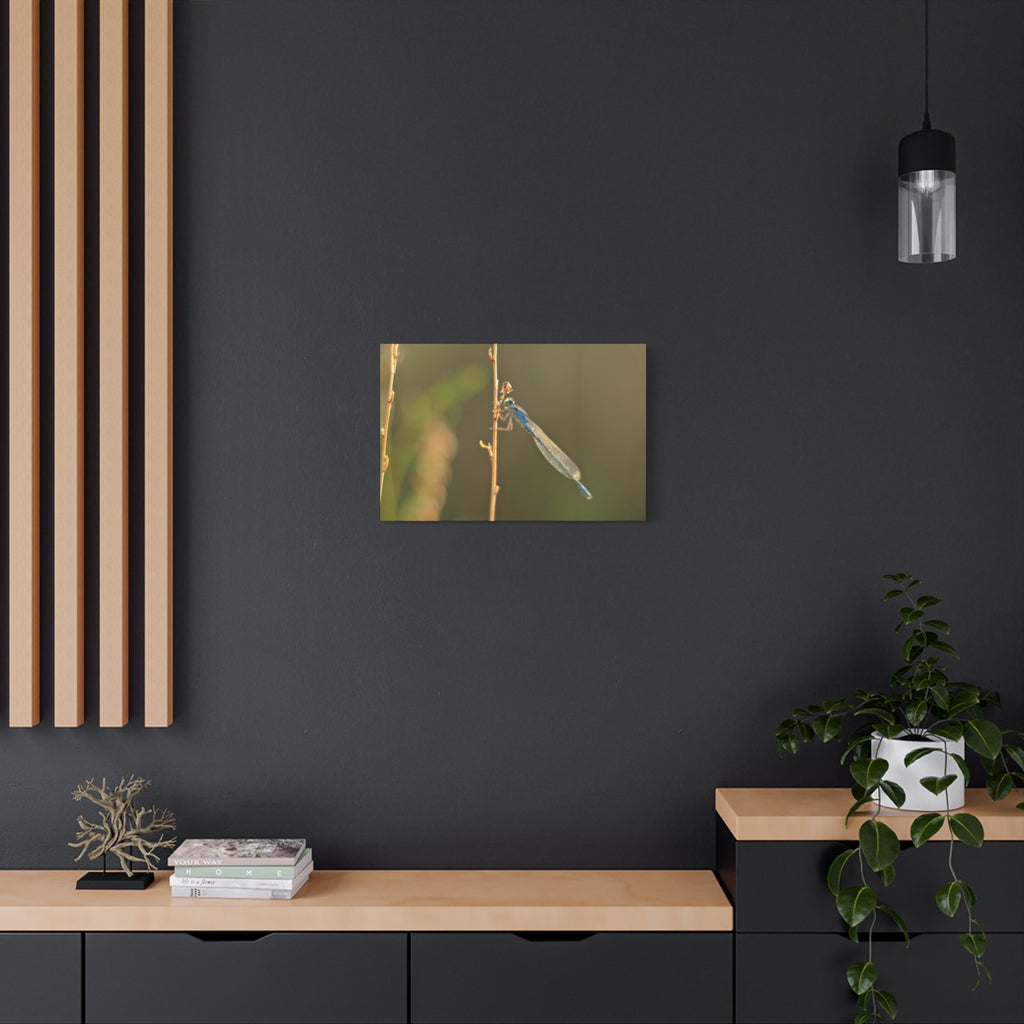 Blue Dragonfly Macro Canvas Print — Blue Damselfly Nature Wall Art, Matte Stretched 1.25"