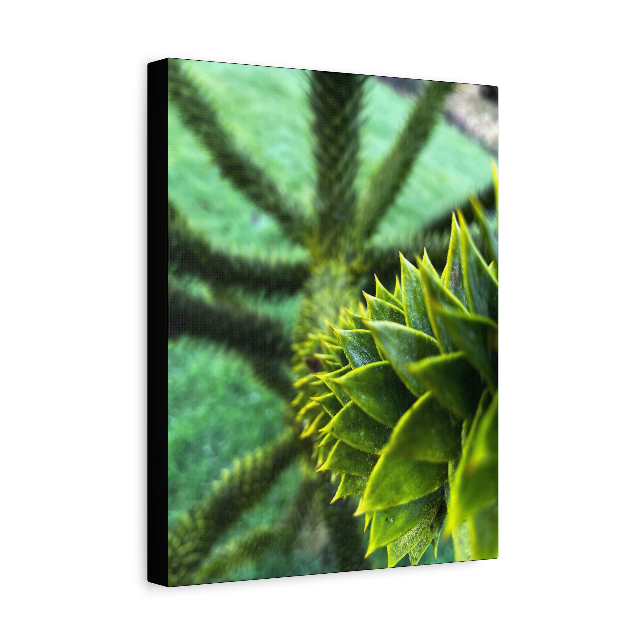 Irish Green Succulent Canvas Wall Art – Matte Stretched 1.25"