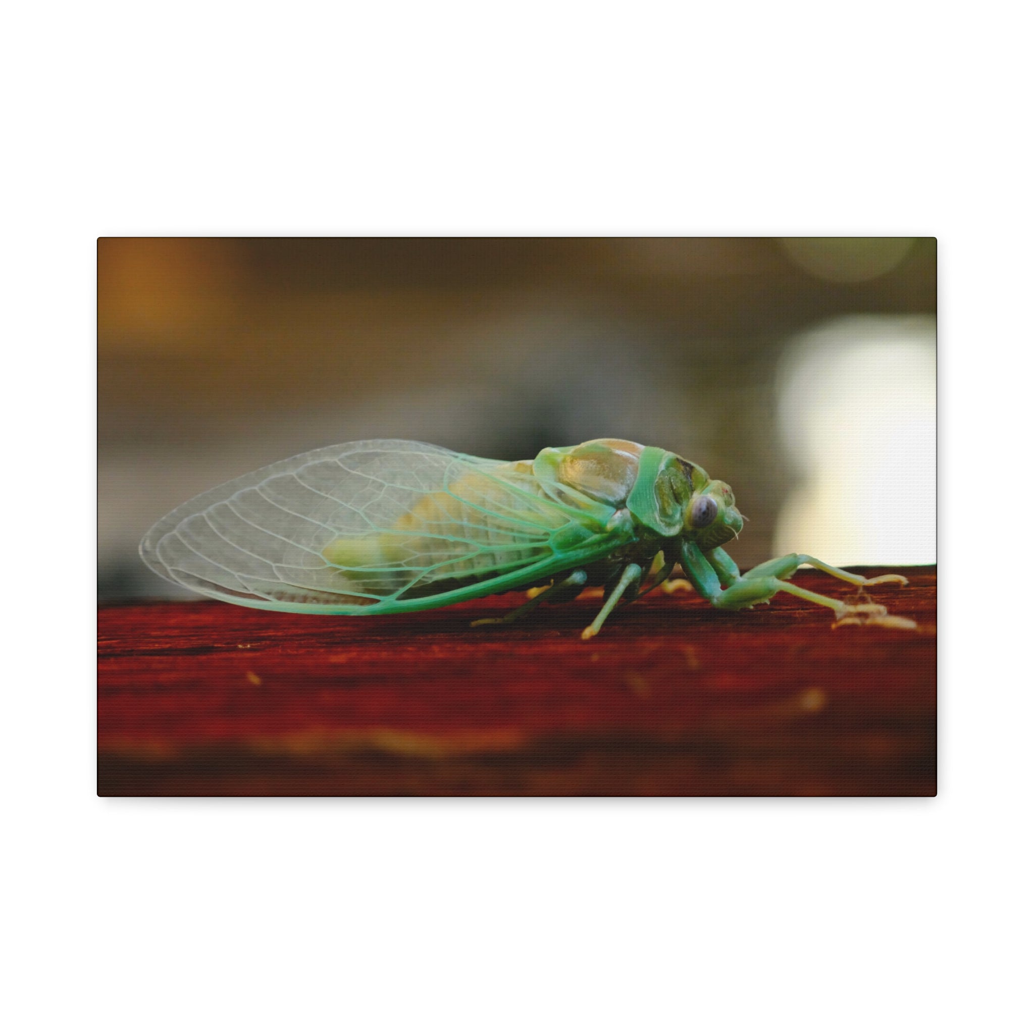 Cicada Close-Up Matte Canvas Print — Stretched 1.25" Nature Wall Art