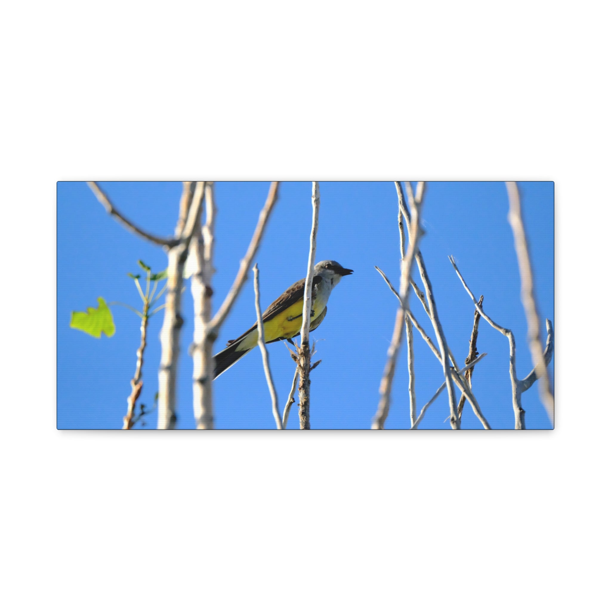 Western King Bird Horizontal Matte Canvas, Stretched, 1.25"