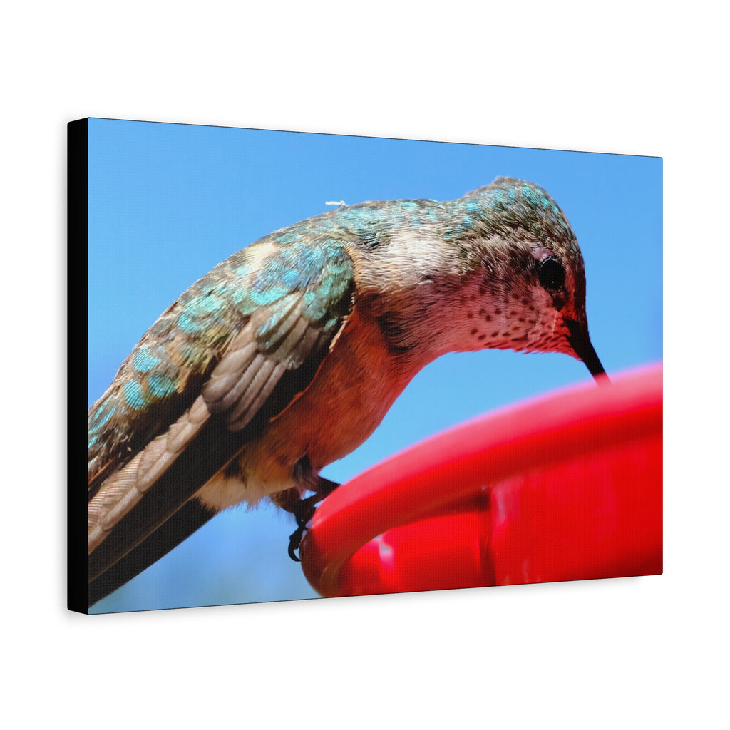 Hummingbird Close Up Canvas Print — Stretched Matte Wall Art