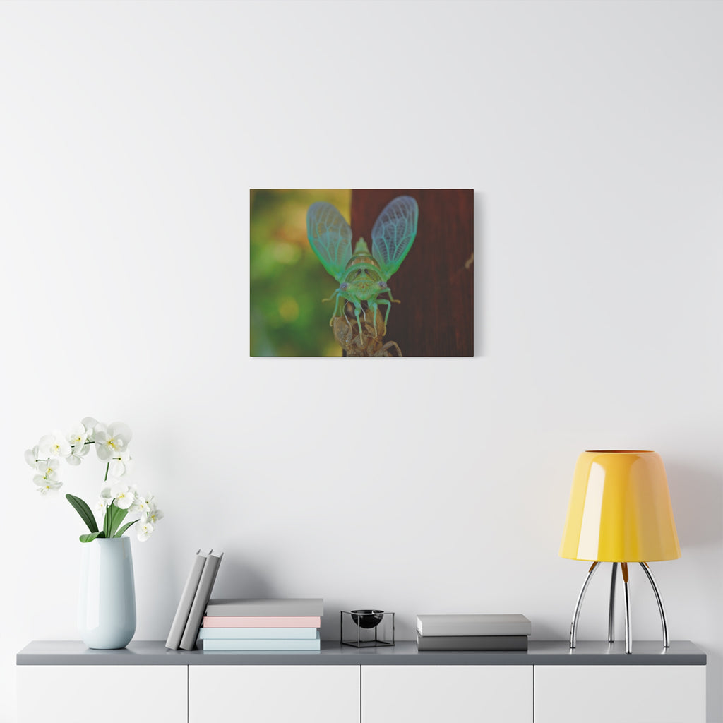 The Cutest Green Cicada Canvas Print - Matte Stretched Wall Art