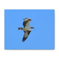 Osprey in Flight Matte Canvas Print — Stretched Wall Art
