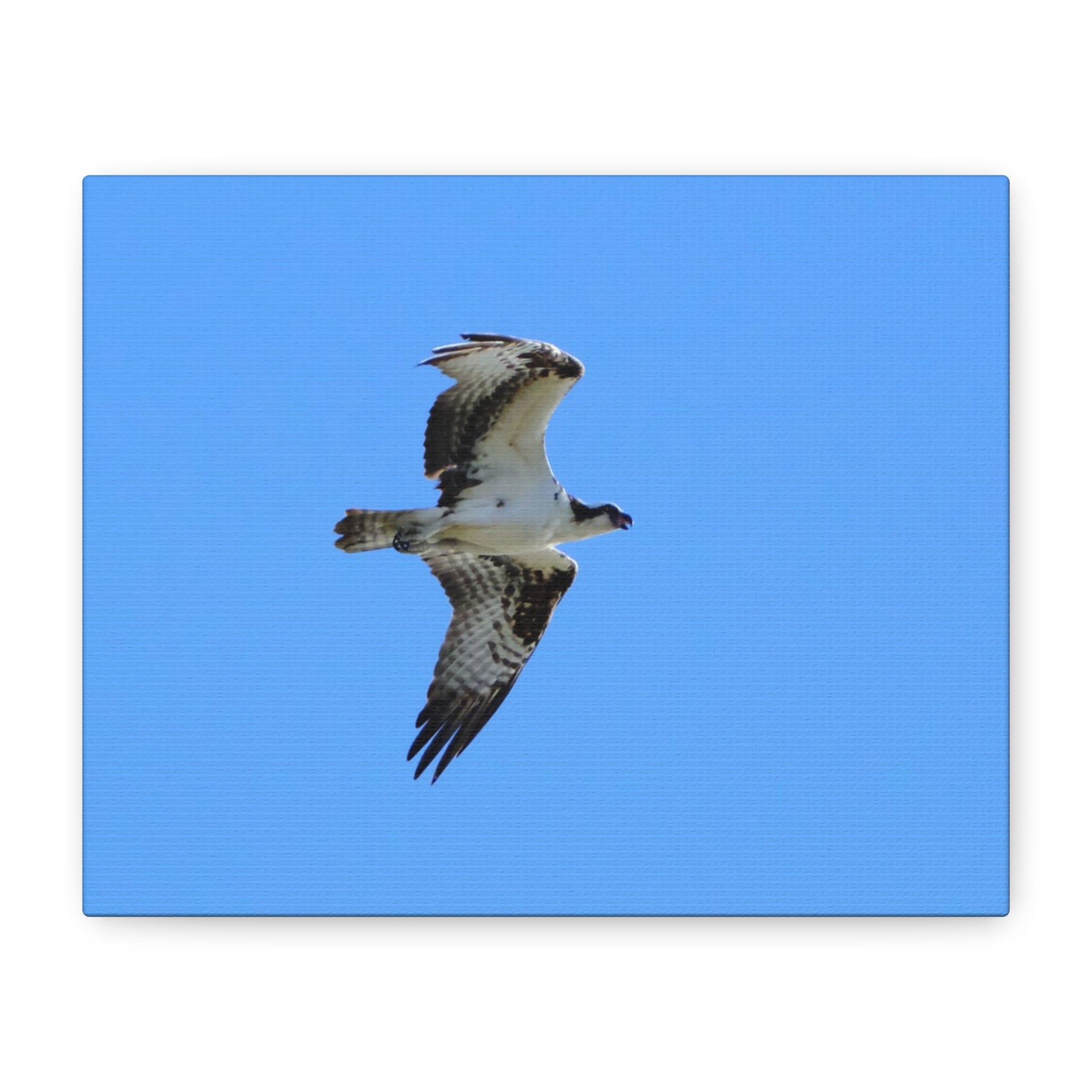 Osprey in Flight Matte Canvas Print — Stretched Wall Art