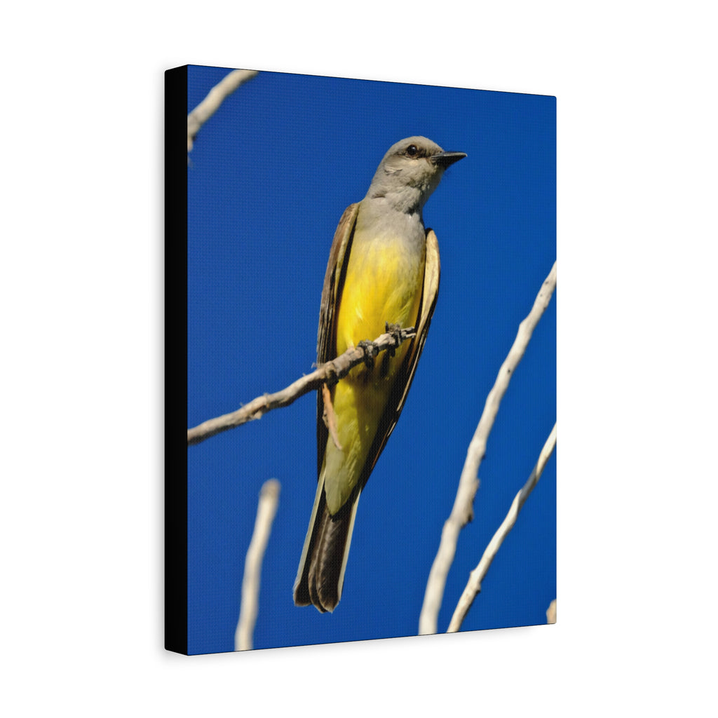 Western King Bird Canvas Print – Yellow & Gray Wildlife Wall Art