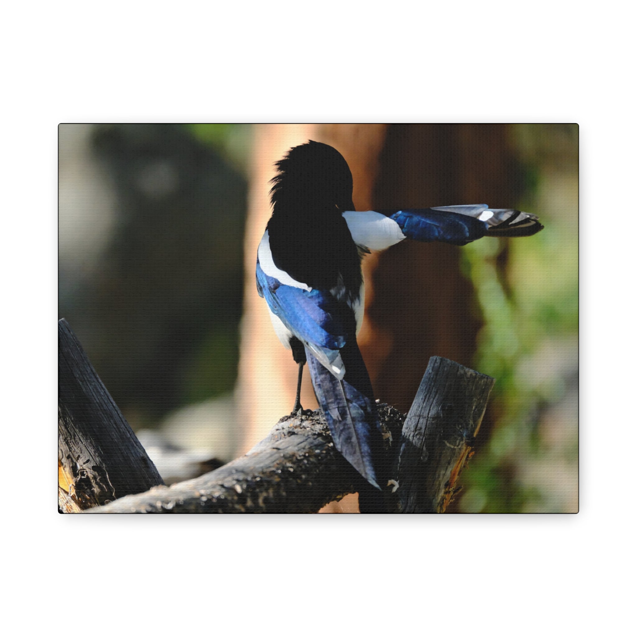 Black-billed Magpie Wildlife Canvas Print — Matte Stretched Wall Art
