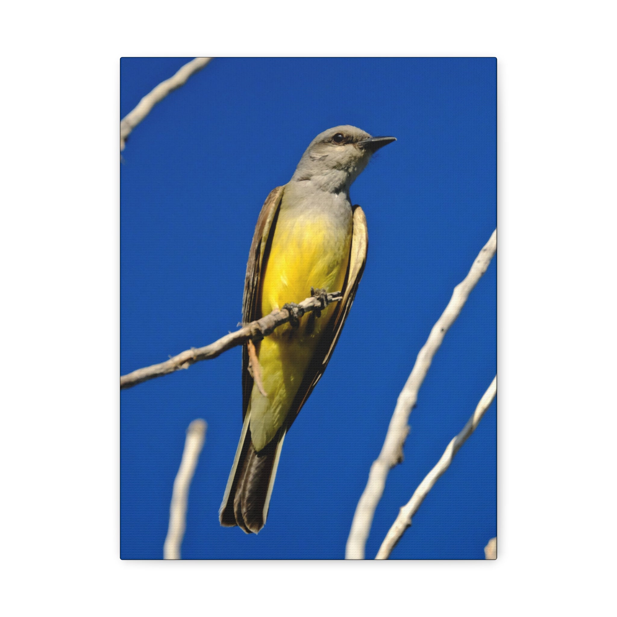 Western King Bird Canvas Print – Yellow & Gray Wildlife Wall Art