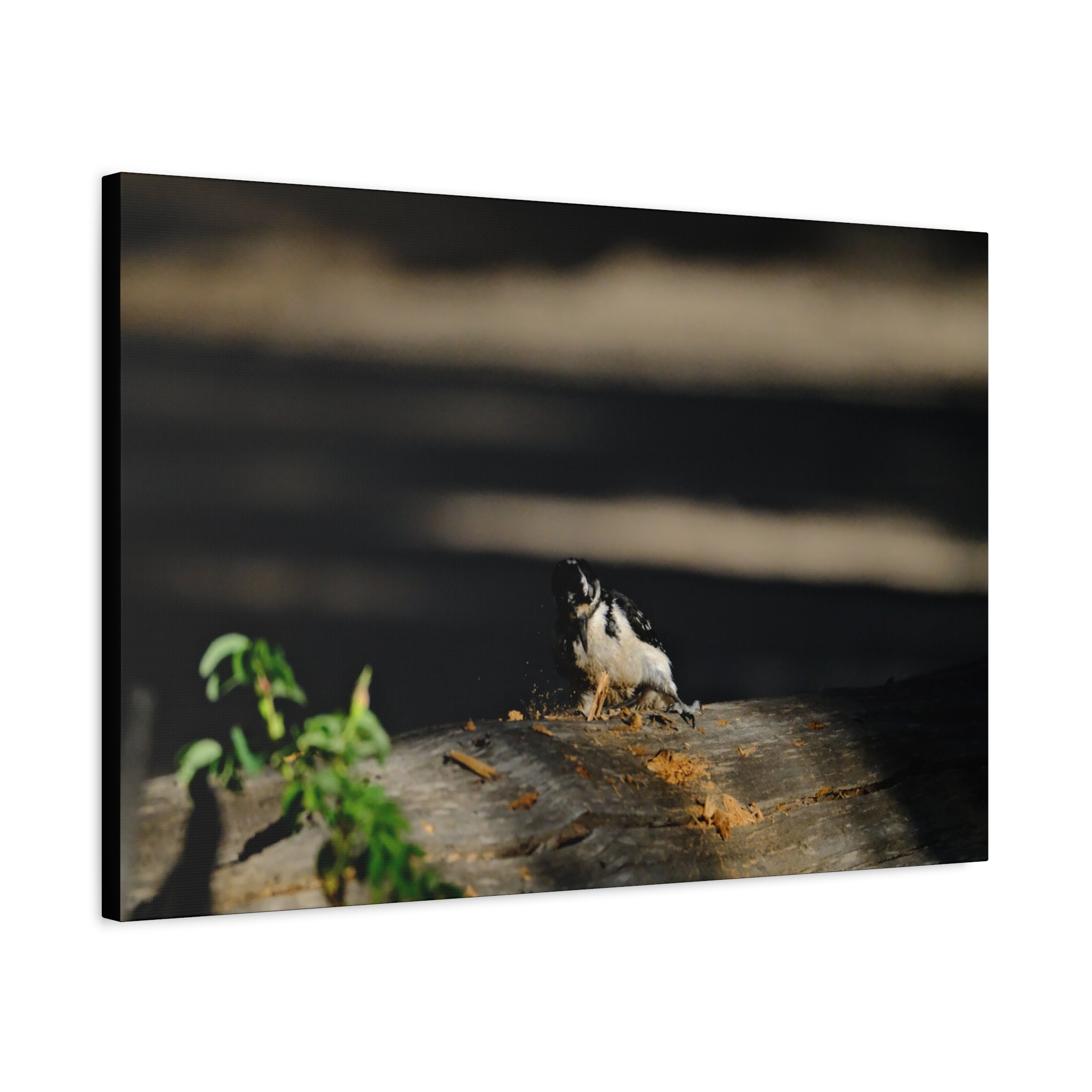 American Three-toed Woodpecker Hard At Work Canvas Wall Art