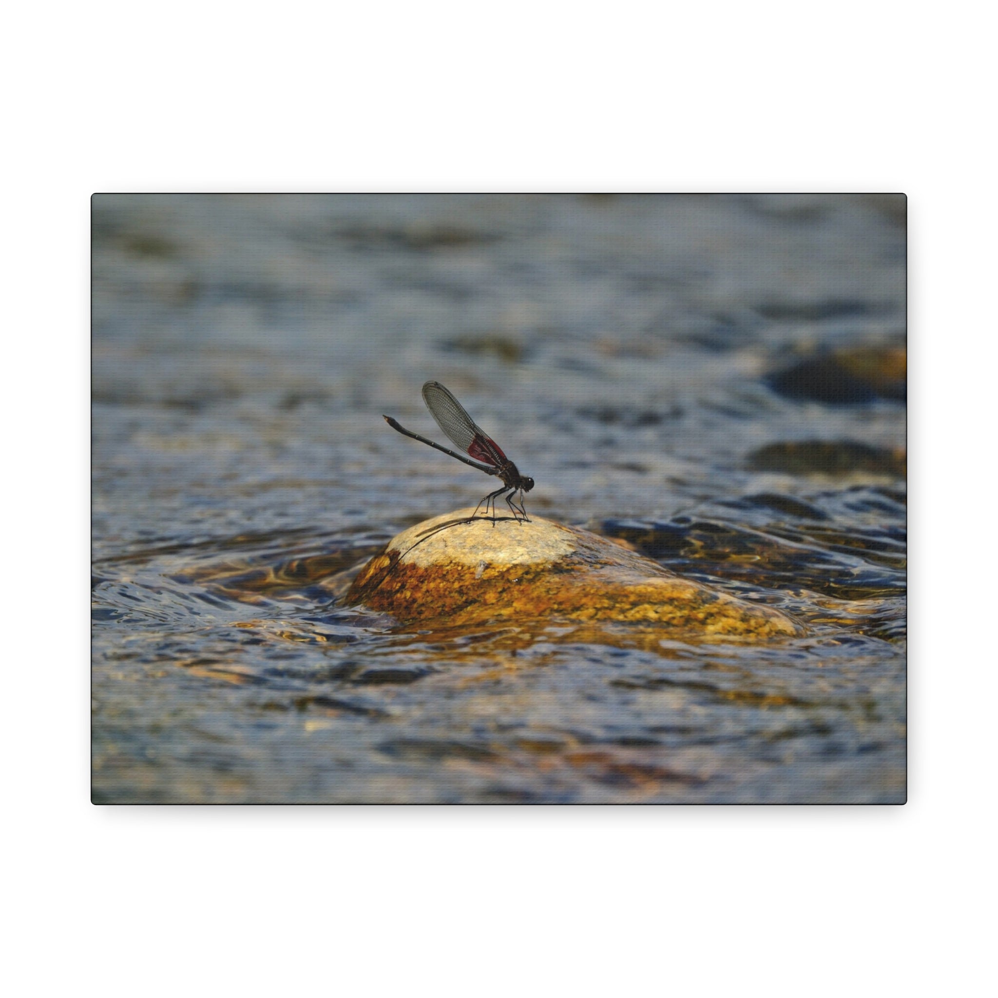 Damselfly on River Rock - Matte Canvas Print