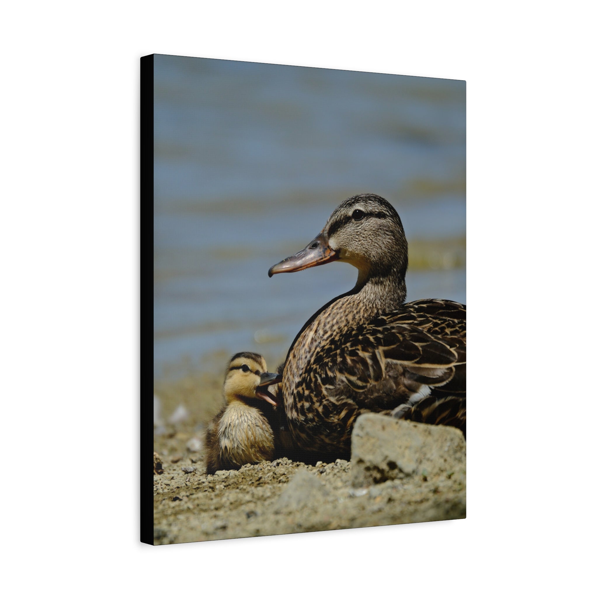Duck and Duckling Canvas Print — Mother & Baby Wildlife Wall Art