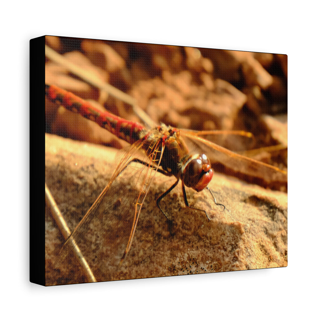 Dragonfly Macro Canvas Print — Close-Up Nature Wall Art, Rustic Insect Photography