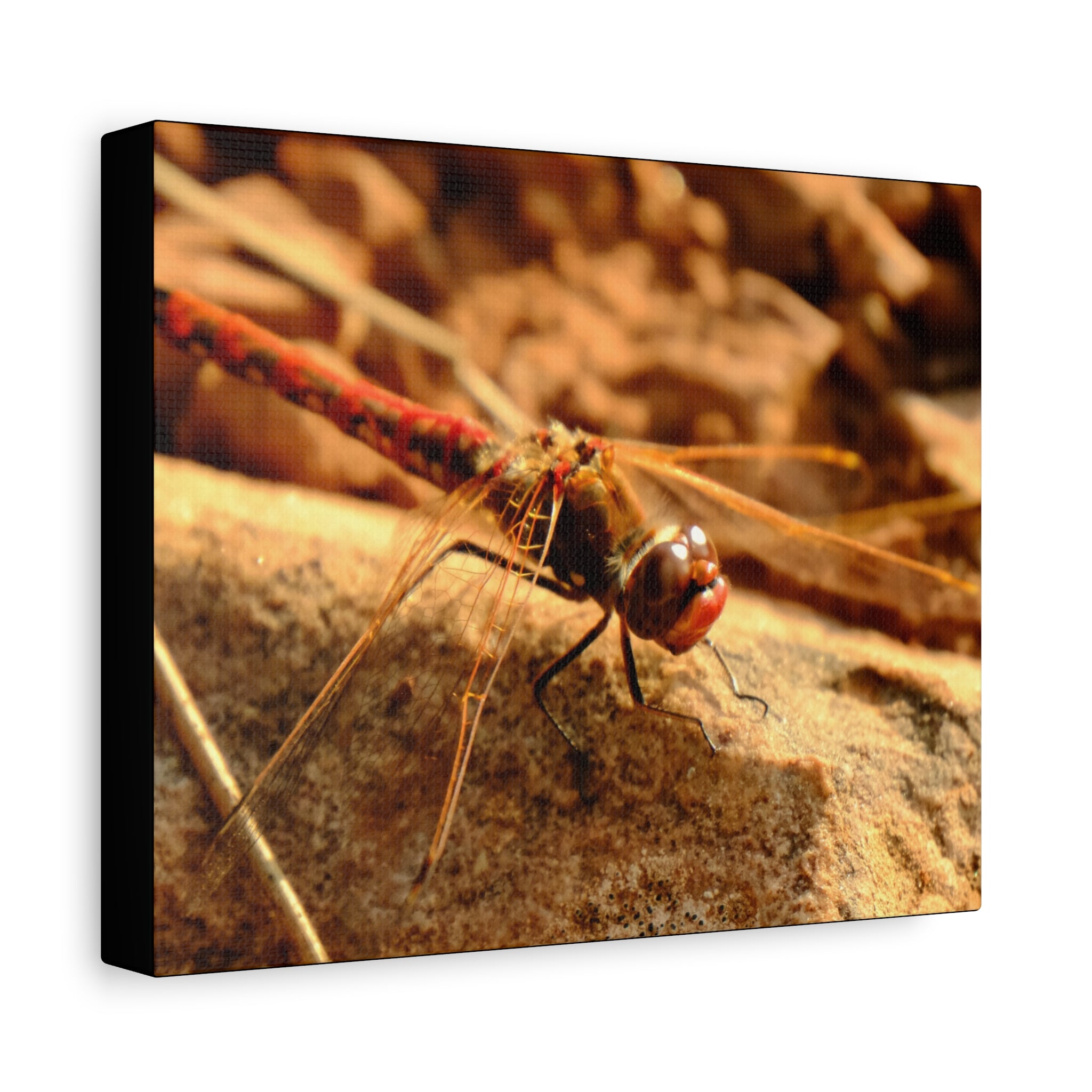 Dragonfly Macro Canvas Print — Close-Up Nature Wall Art, Rustic Insect Photography