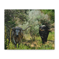 Long Horns on a Stroll - Matte Canvas, Stretched, 1.25"
