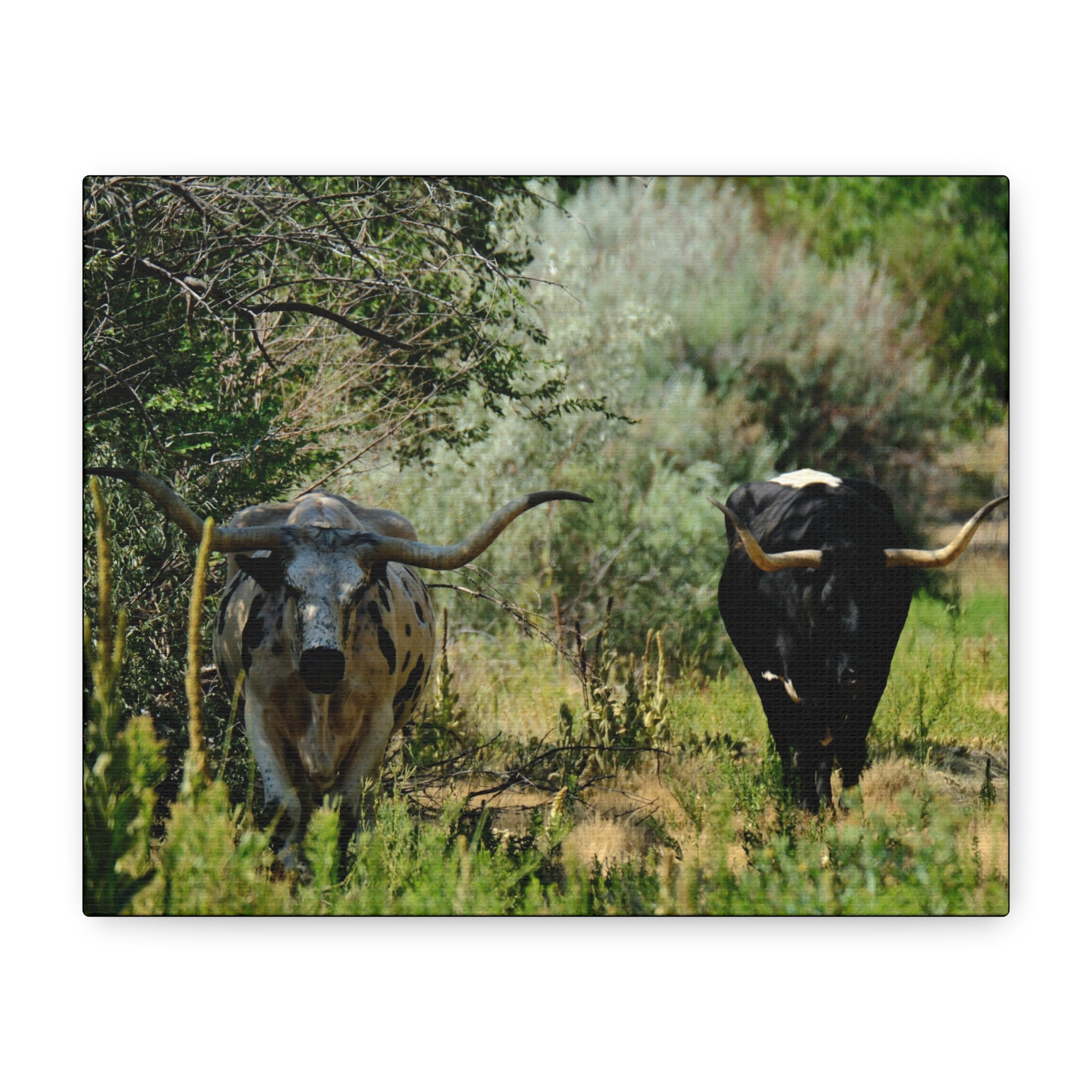 Long Horns on a Stroll - Matte Canvas, Stretched, 1.25"