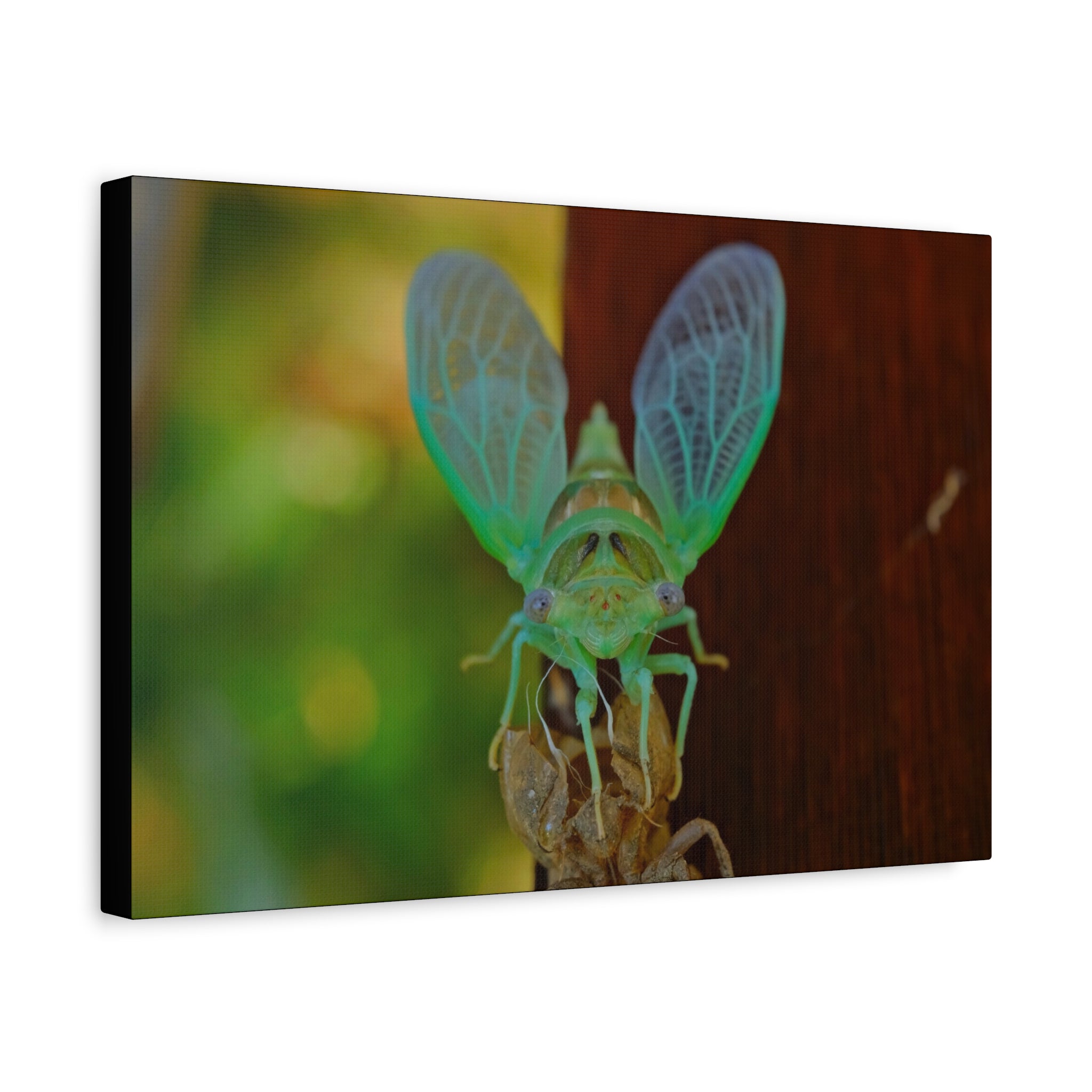 The Cutest Green Cicada Canvas Print - Matte Stretched Wall Art