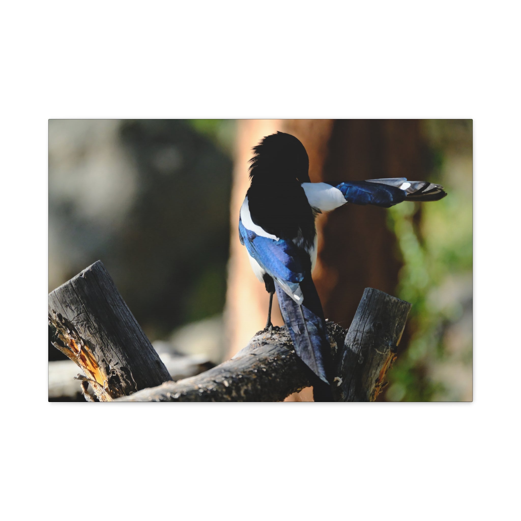 Black-billed Magpie Wildlife Canvas Print — Matte Stretched Wall Art