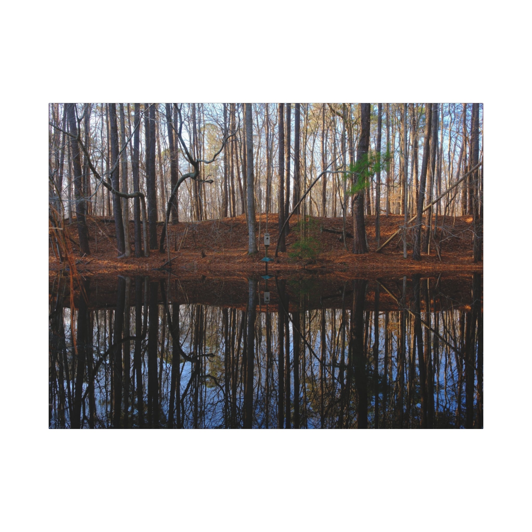 Woodland Reflection Matte Canvas Art – Stretched 1.25" Wall Decor