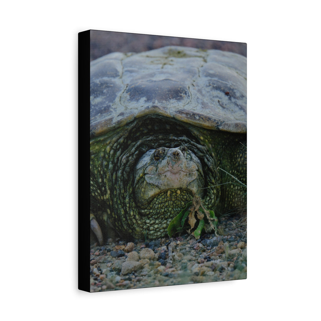 Snapping Turtle Matte Canvas Print – Wildlife Photography Wall Art