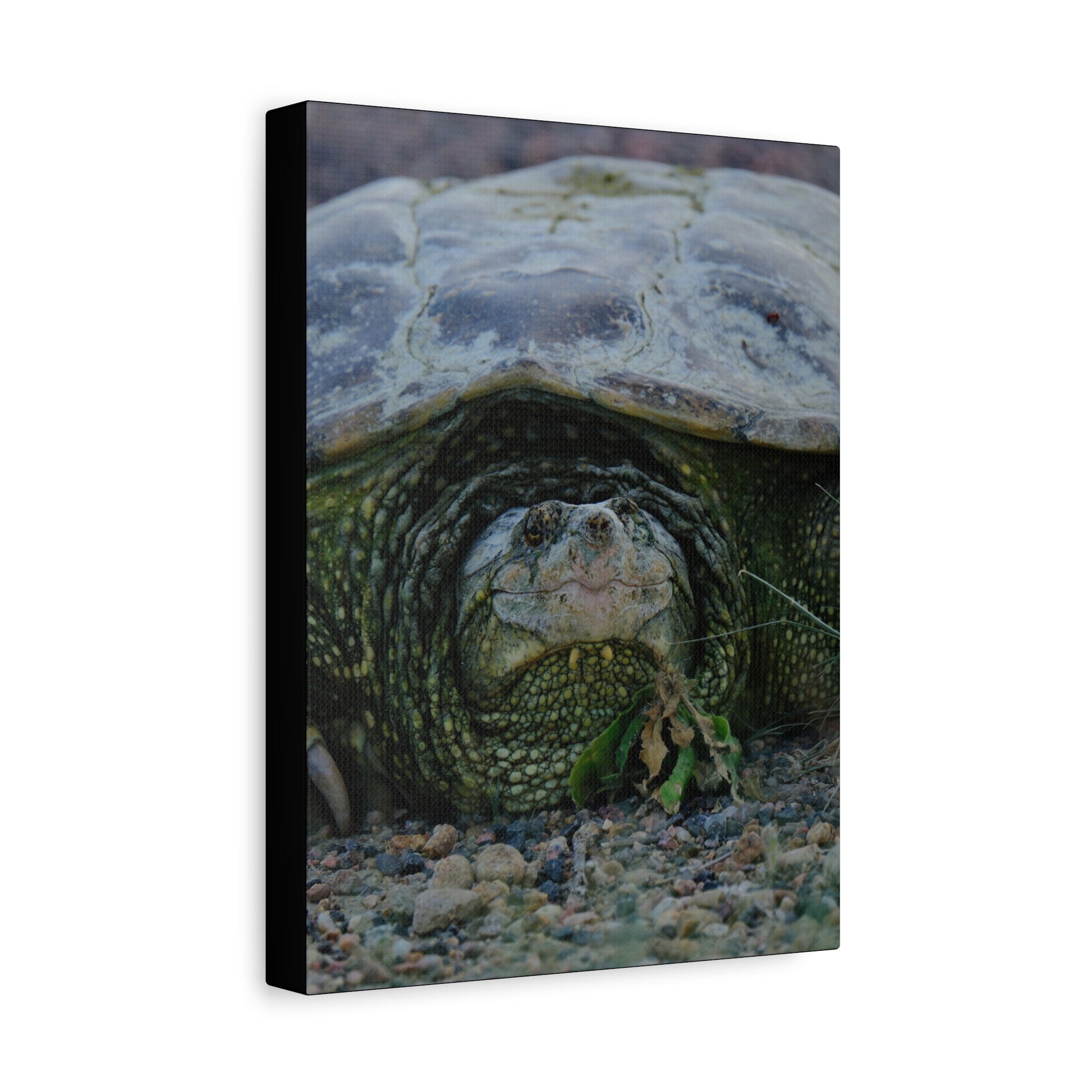Snapping Turtle Matte Canvas Print – Wildlife Photography Wall Art