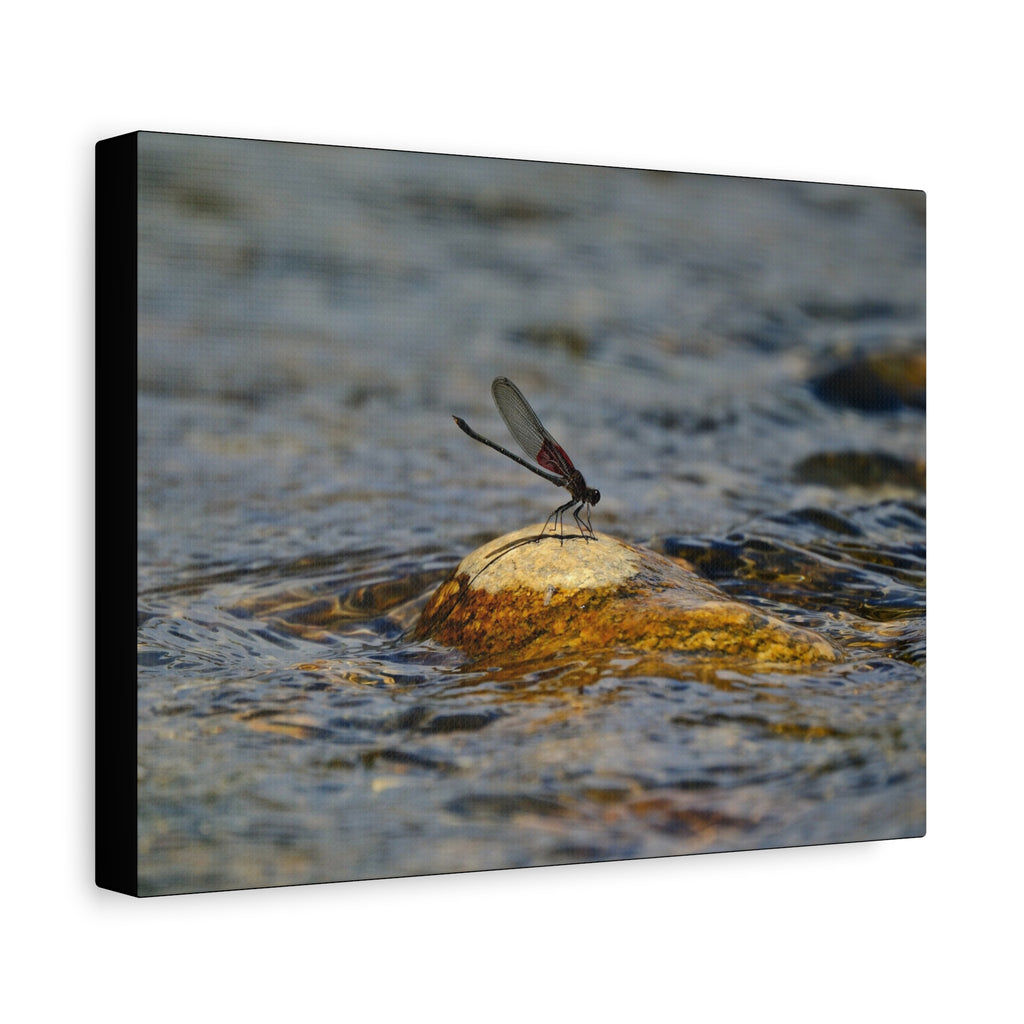 Damselfly on River Rock - Matte Canvas Print
