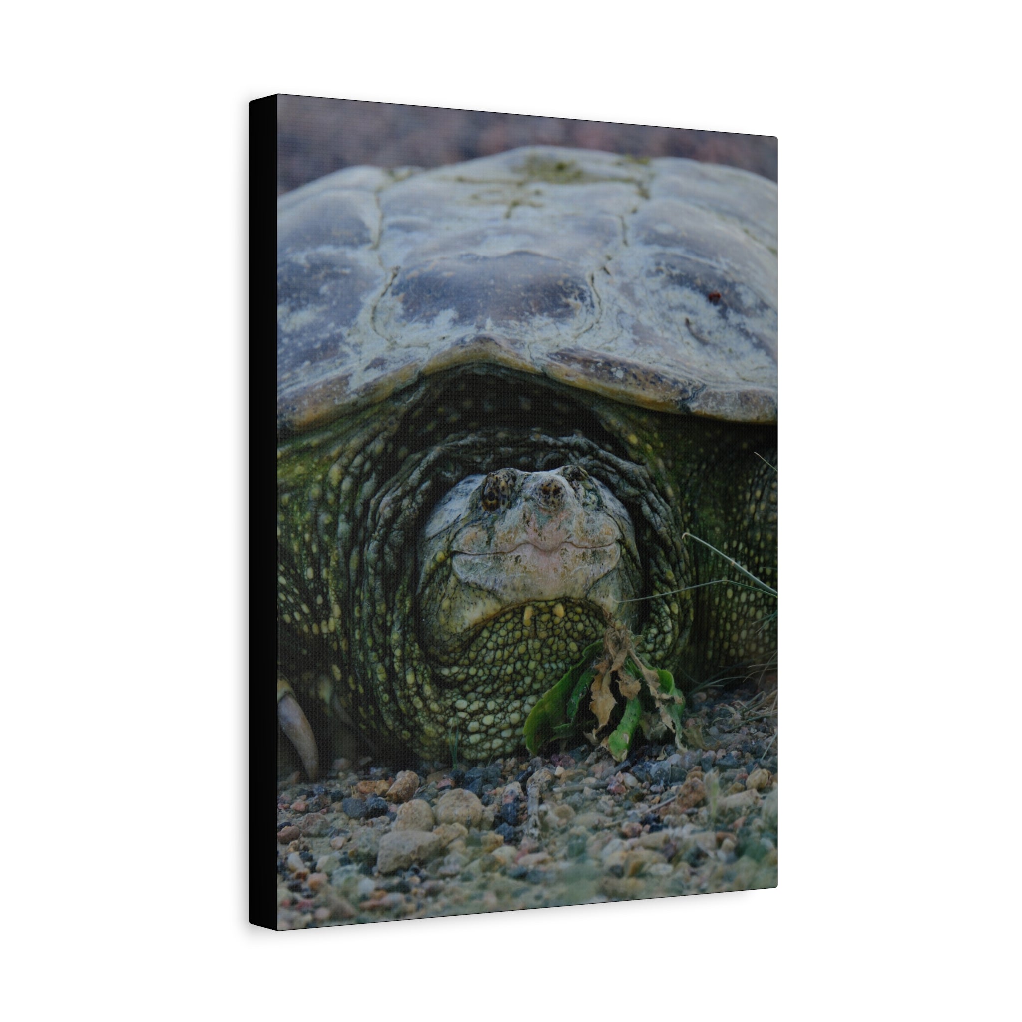 Snapping Turtle Matte Canvas Print – Wildlife Photography Wall Art