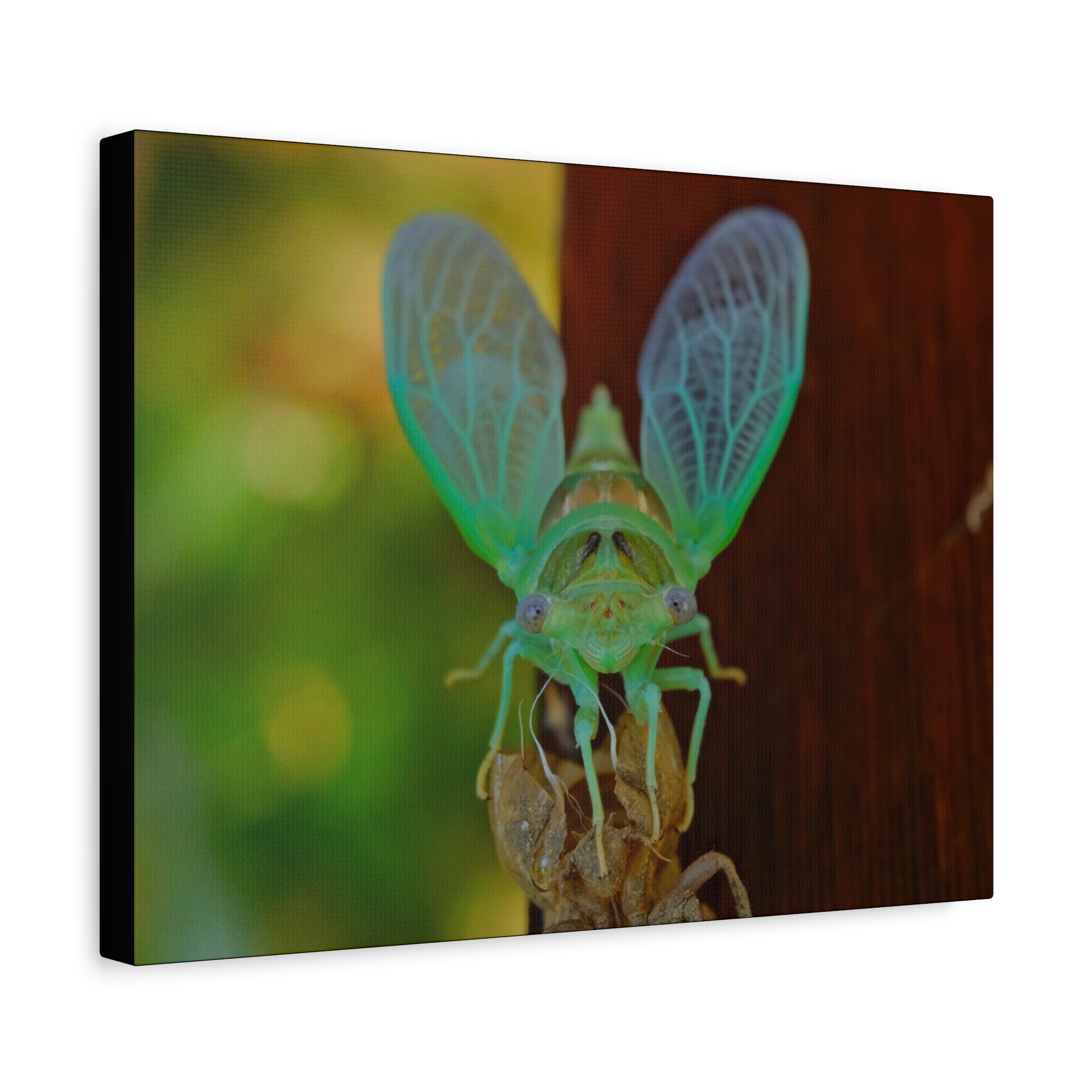 The Cutest Green Cicada Canvas Print - Matte Stretched Wall Art