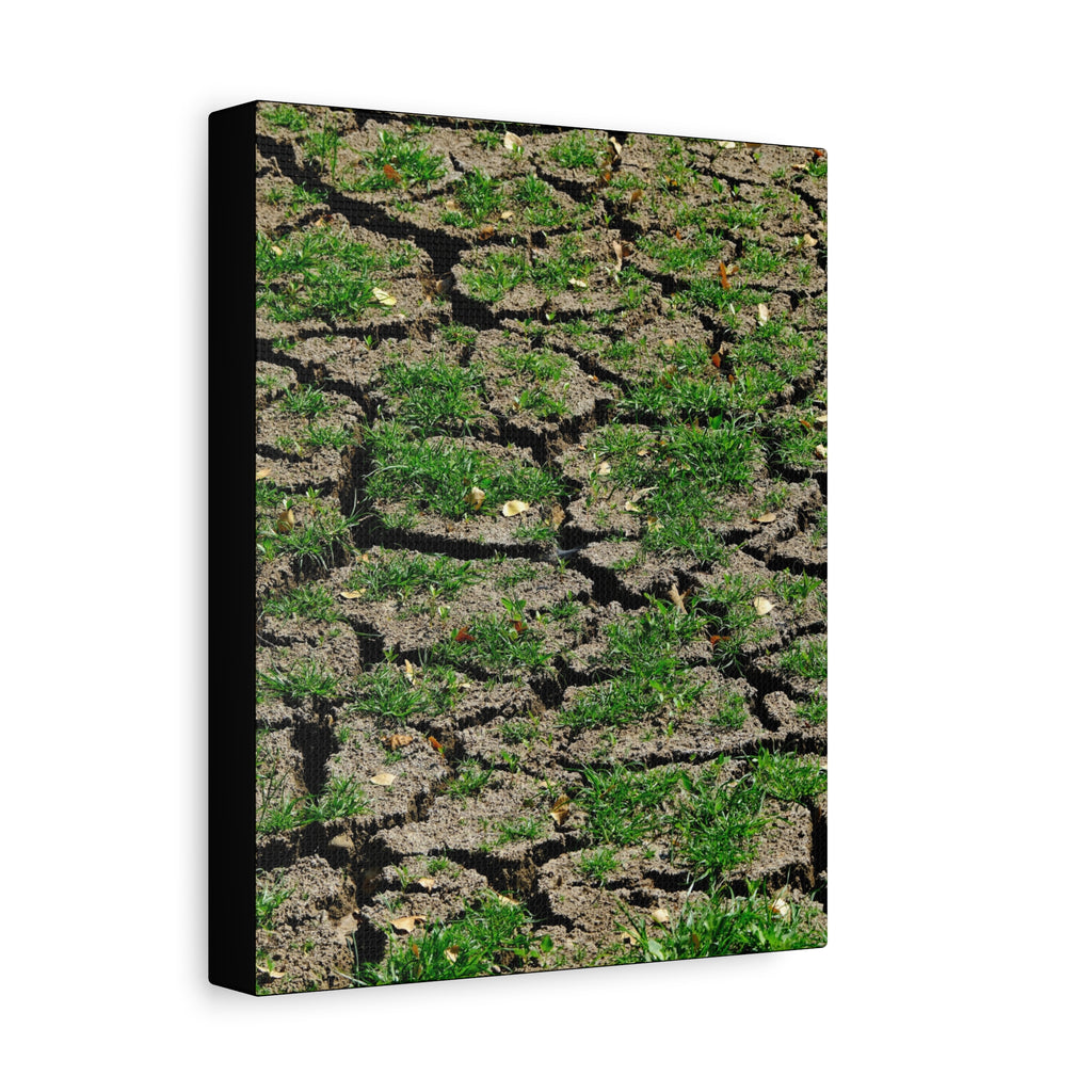 Life Finds A Way Canvas Print — Cracked Earth with Green Grass Matte Stretched Canvas (1.25")