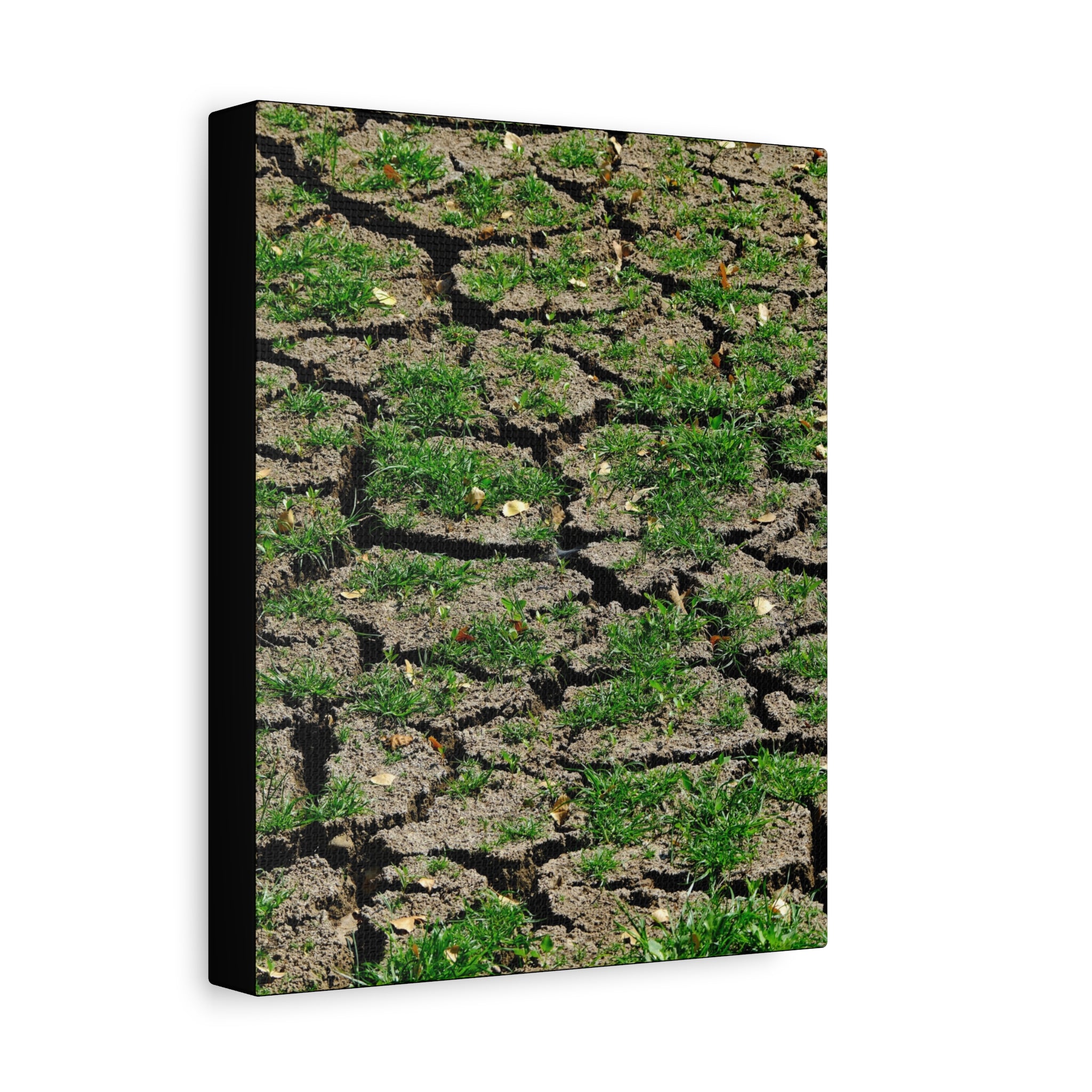 Life Finds A Way Canvas Print — Cracked Earth with Green Grass Matte Stretched Canvas (1.25")