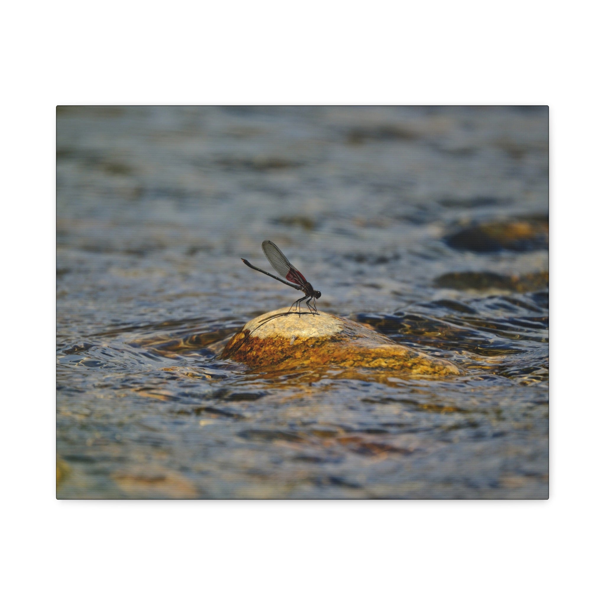 Damselfly on River Rock - Matte Canvas Print