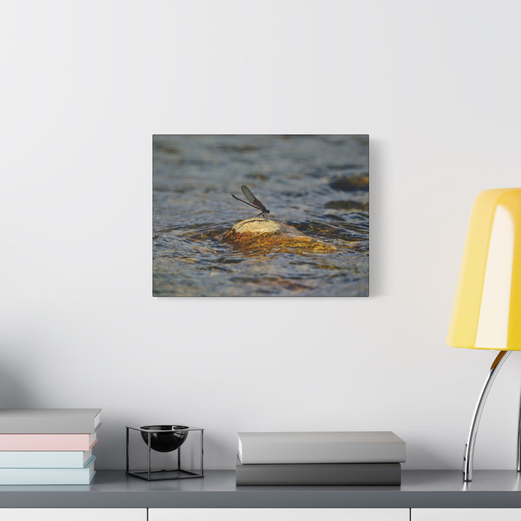Damselfly on River Rock - Matte Canvas Print
