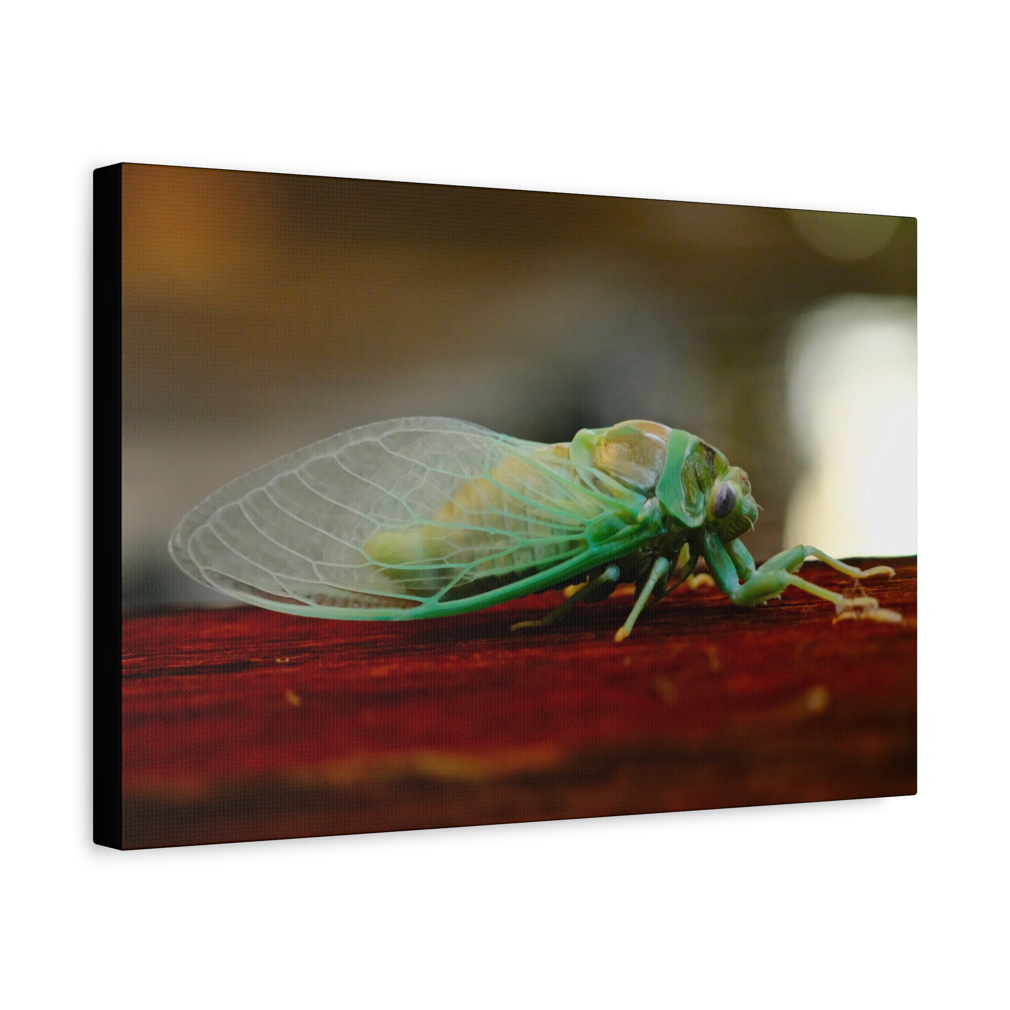 Cicada Close-Up Matte Canvas Print — Stretched 1.25" Nature Wall Art