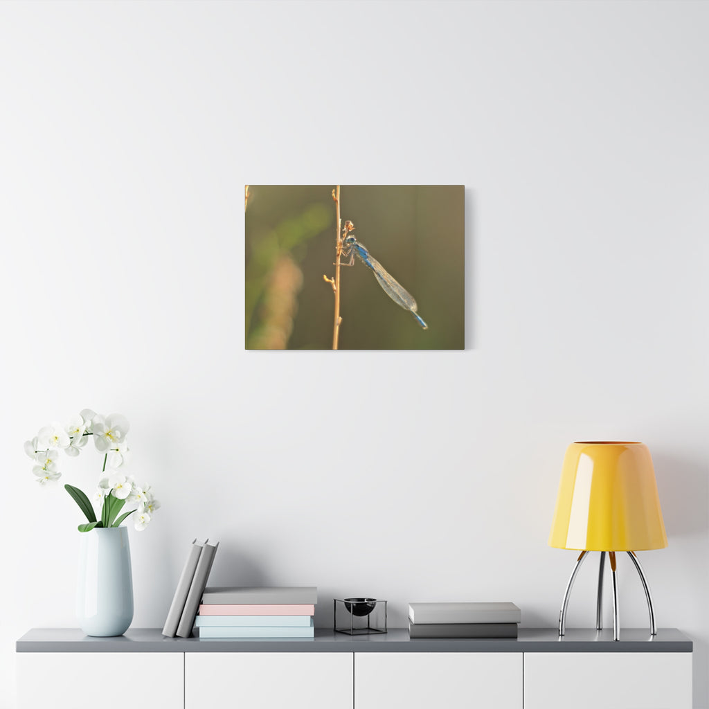 Blue Dragonfly Macro Canvas Print — Blue Damselfly Nature Wall Art, Matte Stretched 1.25"