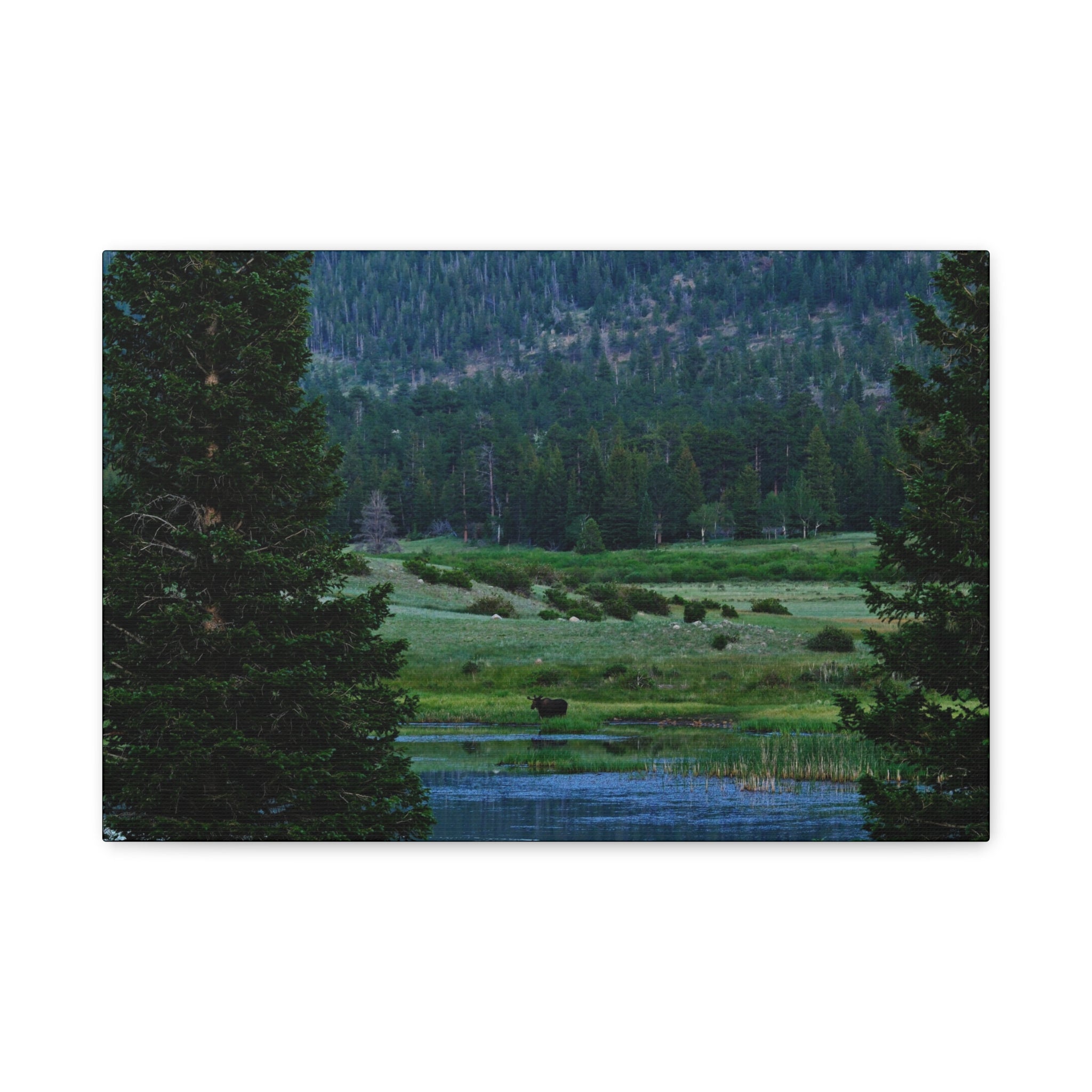 Moose Meadow Canvas Wall Art – Stretched Matte Landscape Print