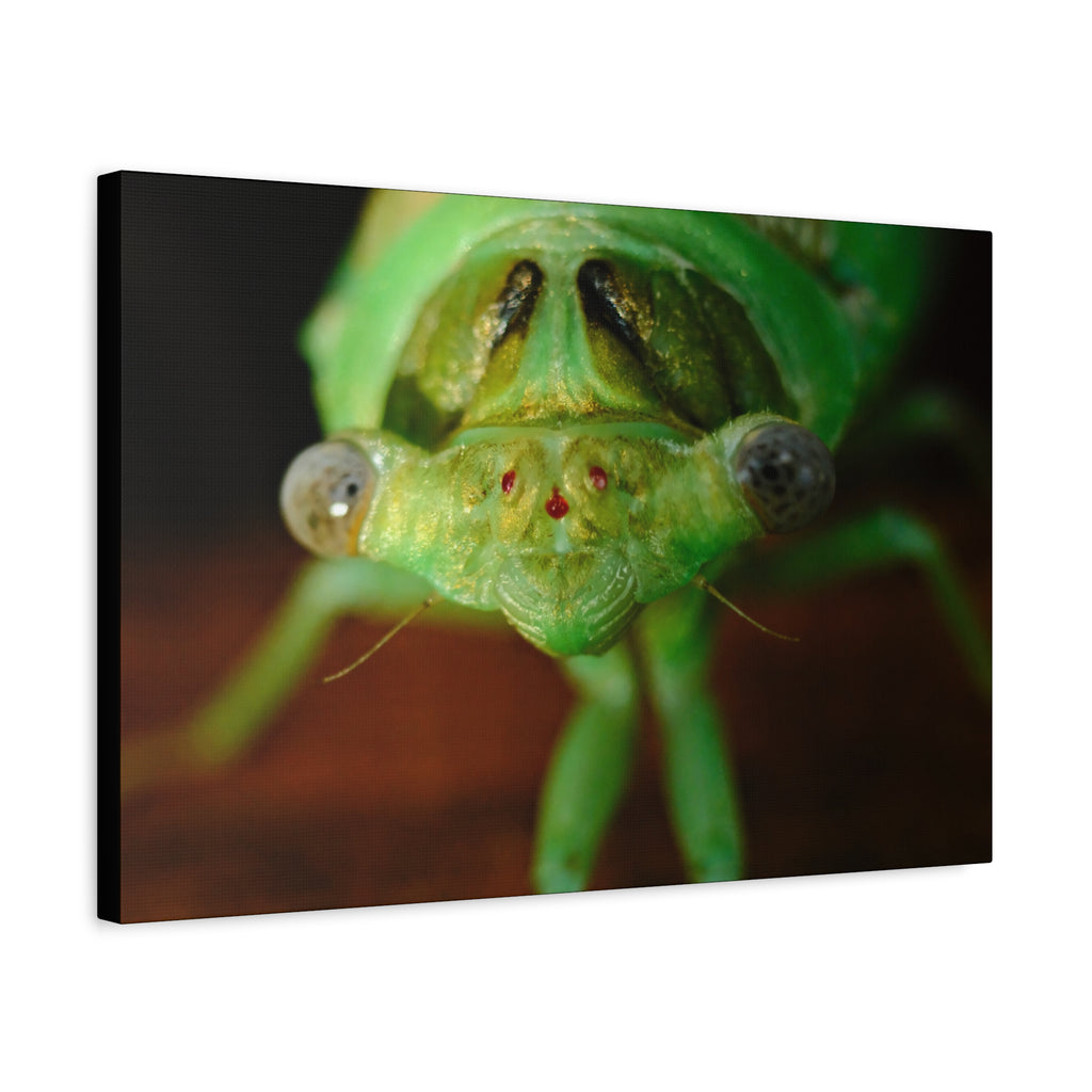 Cute Green Cicada Macro Canvas Print — Close-Up Insect Wall Art