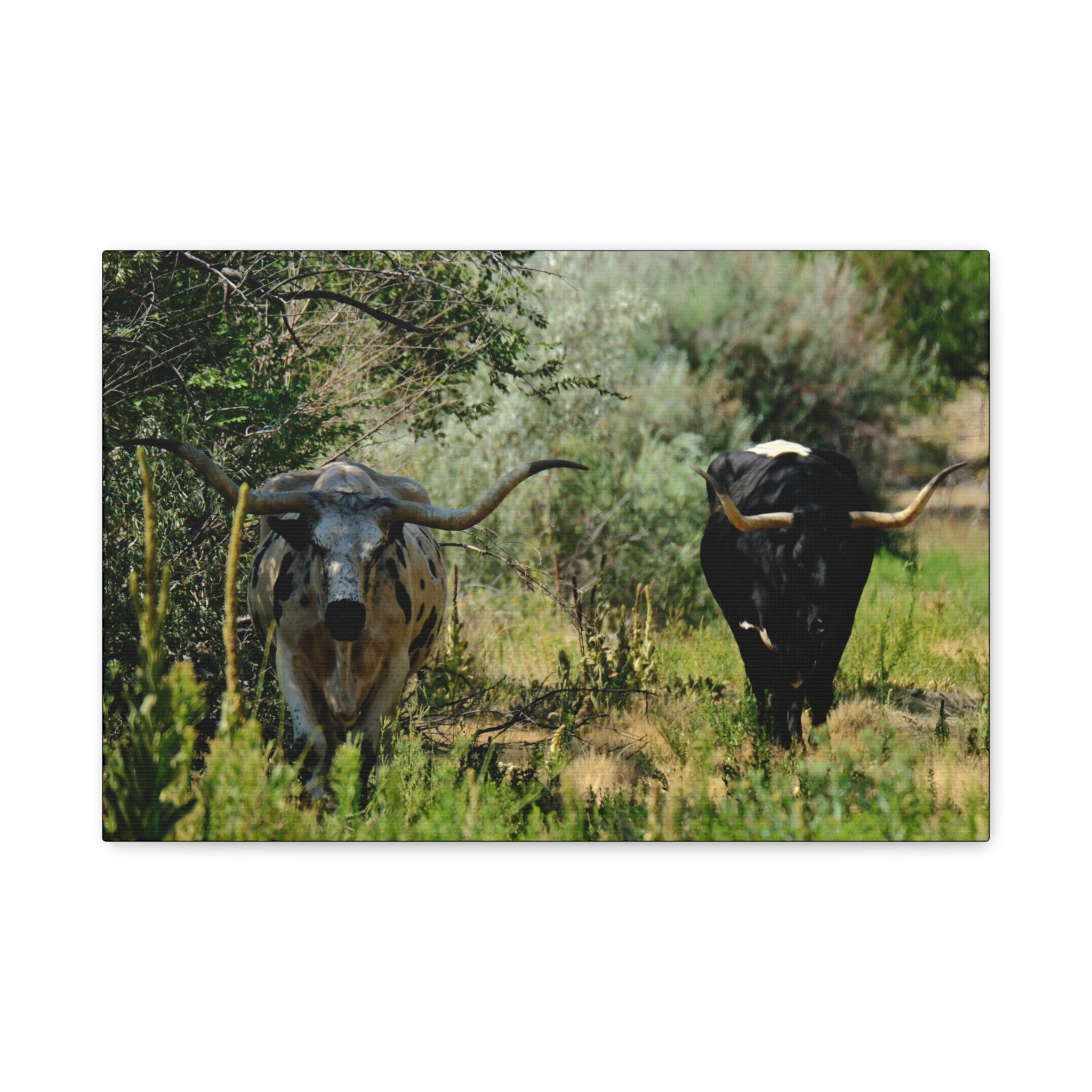 Long Horns on a Stroll - Matte Canvas, Stretched, 1.25"