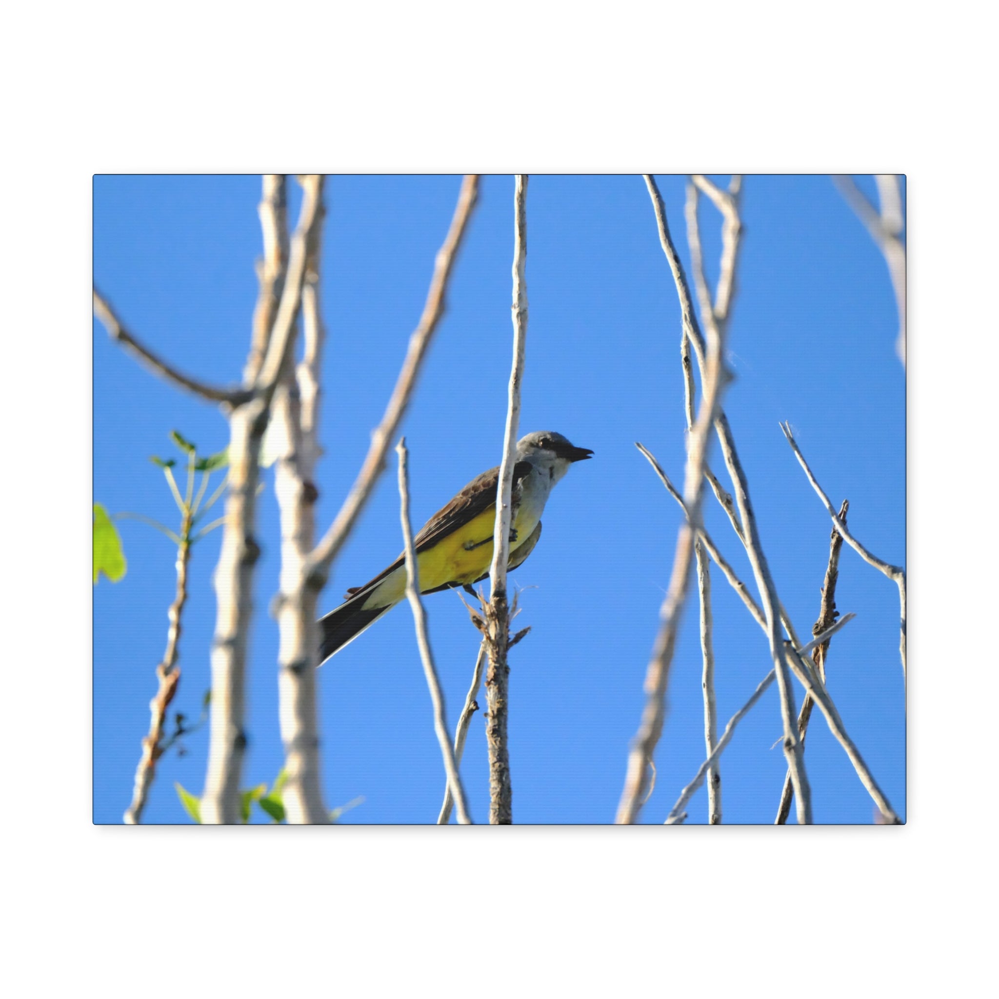 Western King Bird Horizontal Matte Canvas, Stretched, 1.25"