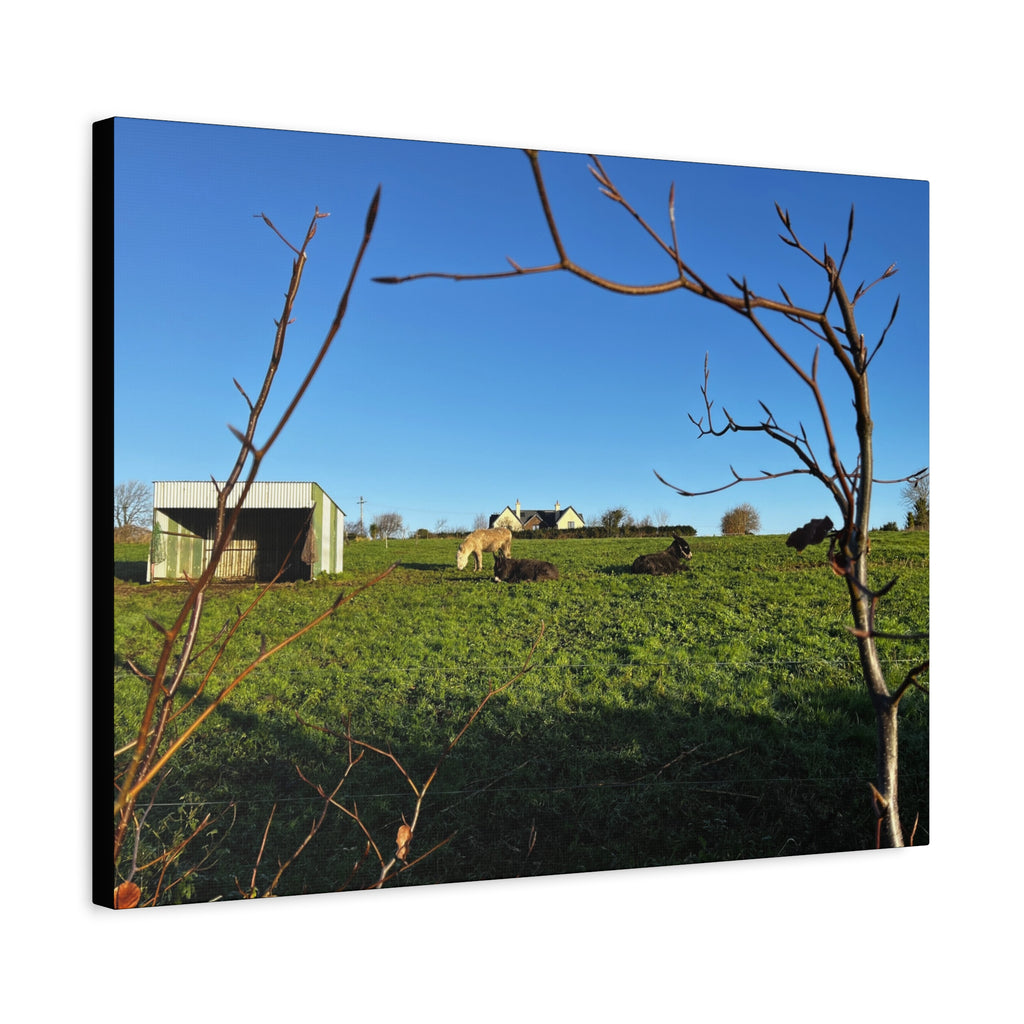 Irish Country Pasture Canvas Print — Matte Stretched Wall Art