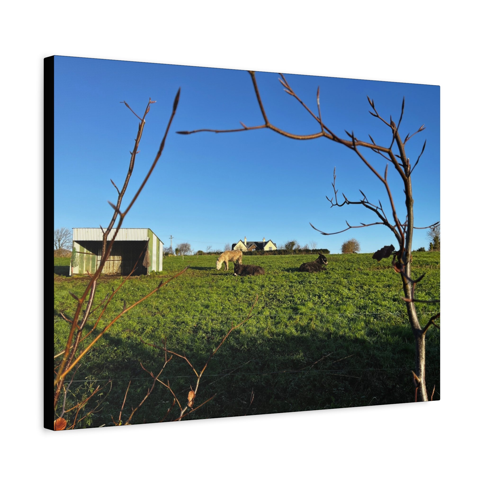 Irish Country Pasture Canvas Print — Matte Stretched Wall Art