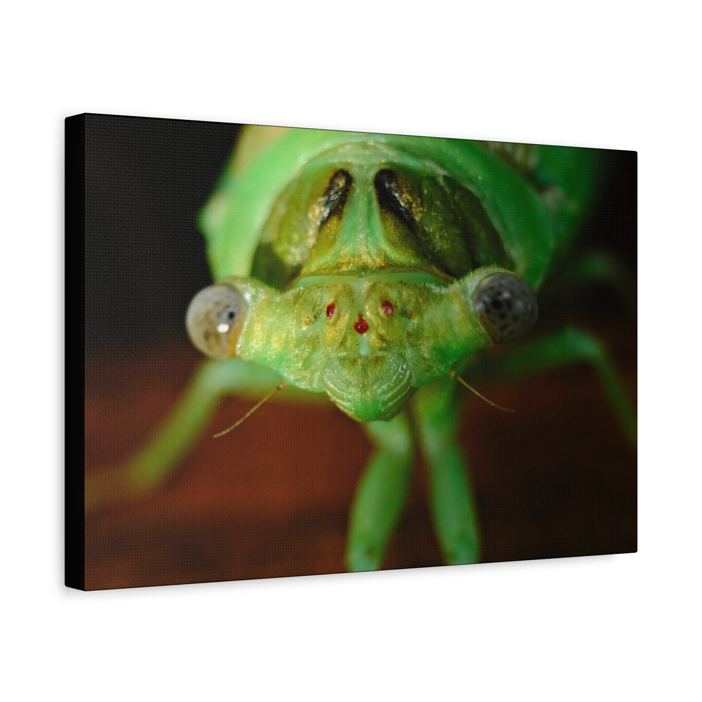 Cute Green Cicada Macro Canvas Print — Close-Up Insect Wall Art