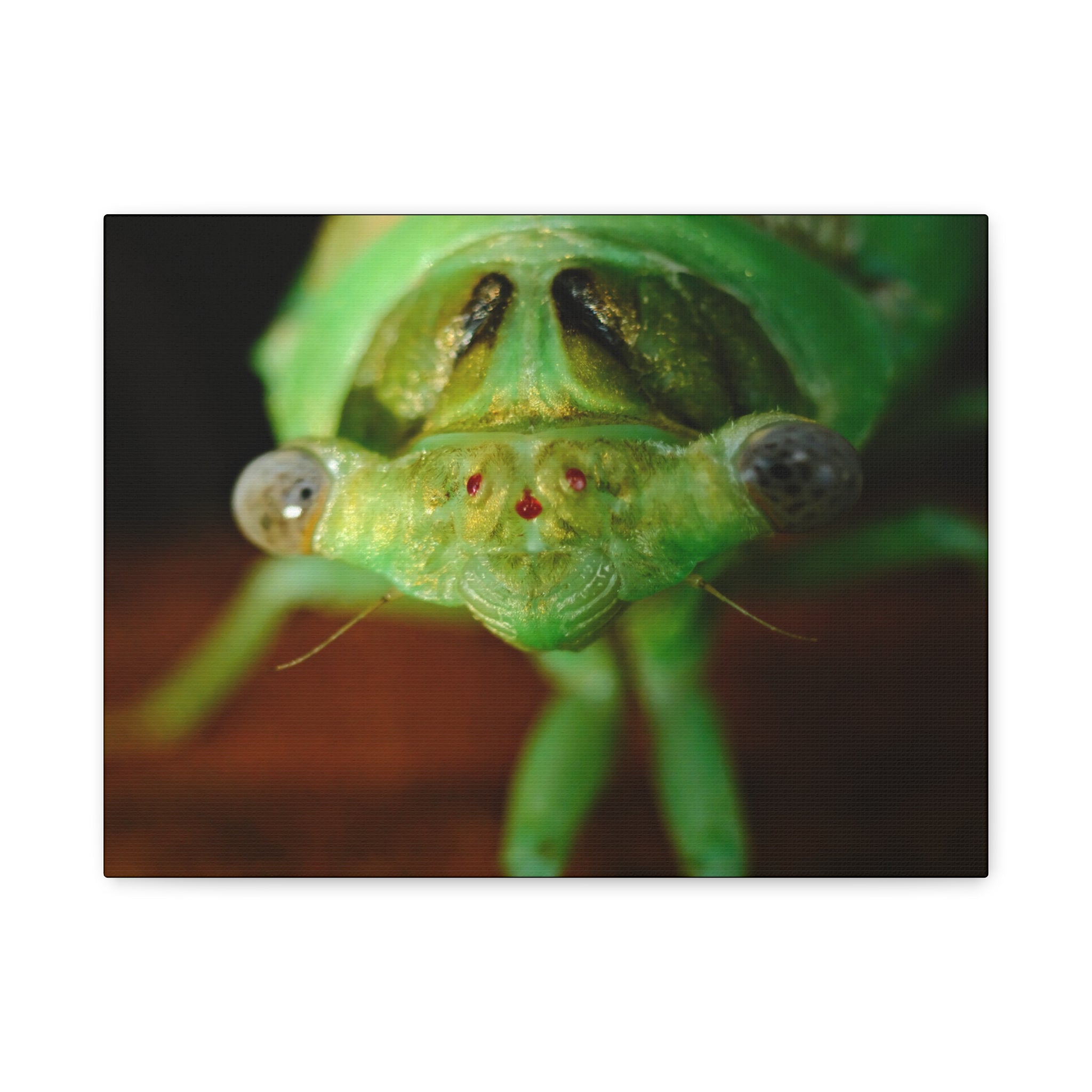Cute Green Cicada Macro Canvas Print — Close-Up Insect Wall Art