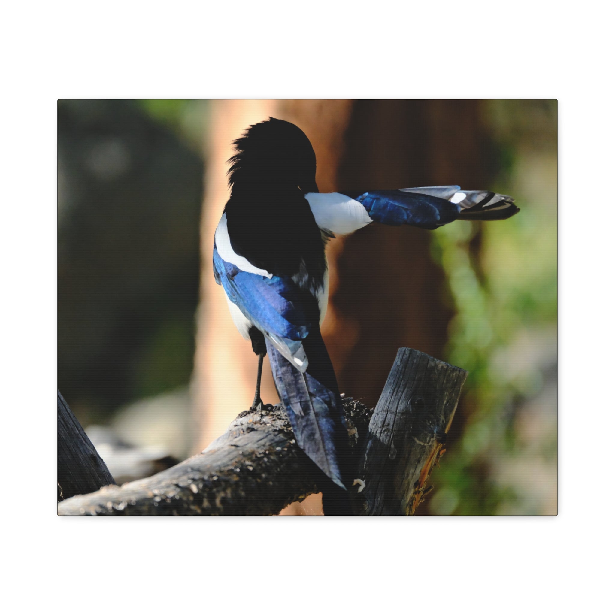 Black-billed Magpie Wildlife Canvas Print — Matte Stretched Wall Art