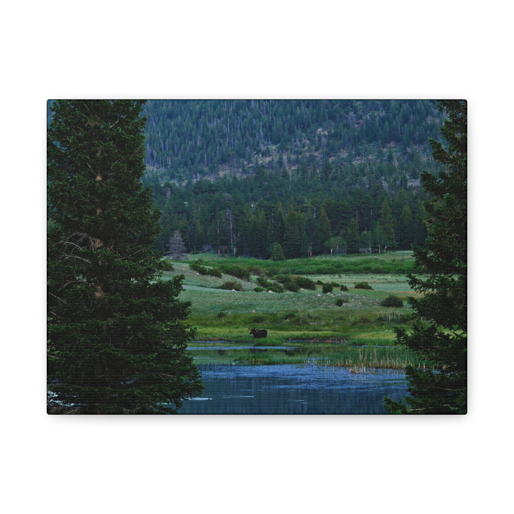 Moose Meadow Canvas Wall Art – Stretched Matte Landscape Print