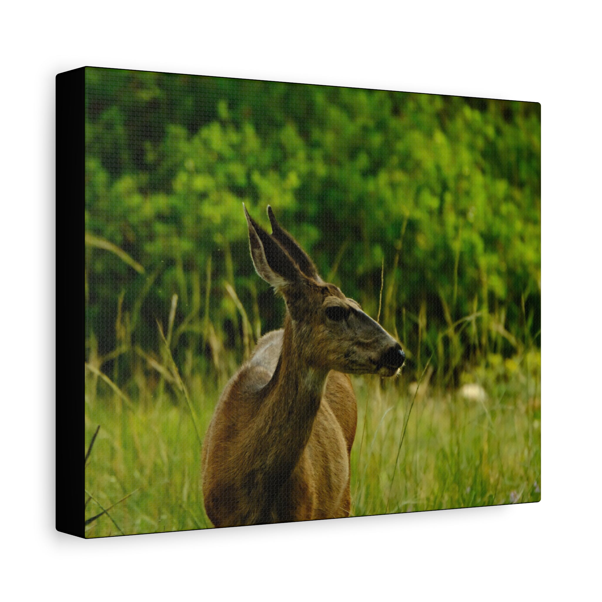 Doe in Meadow Matte Stretched Canvas (1.25") — Wildlife Wall Art