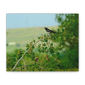 Magpie & Bullock's Oriole resting Matte Stretched Canvas Wall Art