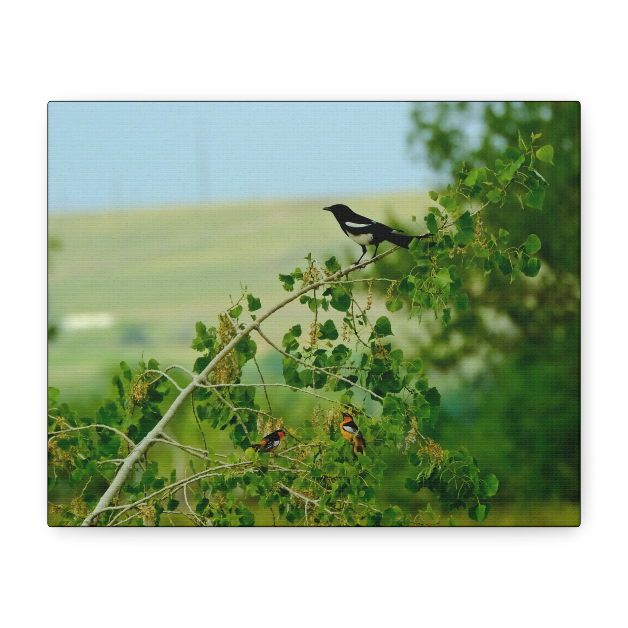 Magpie & Bullock's Oriole resting Matte Stretched Canvas Wall Art